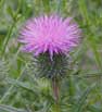 thistle